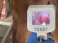 인공 수정 비전 내시경 인공지능 총 도구 수의학 수유도구 말 소 농장 : 자쿠지몰