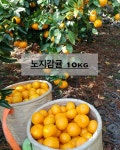 은서네농장 노지감귤 10kg : 은서네농장