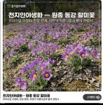 농장직송 원종 동강할미꽃 모종, 2개 : 천지인야생화