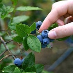 국산 햇 블루베리 생과 1kg  2kg  듀크품종 : 큰돌농장