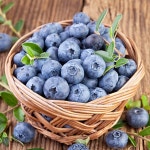 국산 햇 블루베리 생과 1kg  2kg  듀크품종 : 큰돌농장