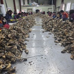 복복상회 고품질 통영고성 깐굴 생굴 김장굴 1kg : 복복상회