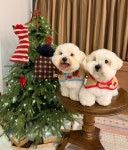 [똥구르르]  메리멍 케이프 : ddonggrrr