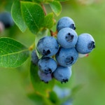 국산 햇 블루베리 생과 1kg  2kg  듀크품종 : 큰돌농장