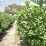 국산 햇 블루베리 생과 1kg  2kg  듀크품종 : 큰돌농장