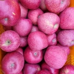 5kg 문경사과 환영농장 꿀사과 부사 소꼬 : 문경사과 환영농장