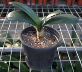 달마군자란 군자란키우기 실내화분 식물키우기 관엽식물 : 카리스농원