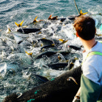 겨울철 별미 8kg이상 대방어 필렛500g 초장 증정 중방어 : 농부의보따리