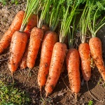 영태네농장 해풍맞은 제주 구좌 당근 : 영태푸드