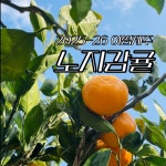 2025-26 어썸제주 서귀포 노지감귤 (3kg, 5kg) : 어썸제주