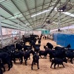 한솔농장 흑염소진액 90ml 28+2포 총 30포 한달팩 자연방목 농장직송 : 철원 한솔농장