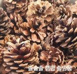 캠핑용 솔방울 장작 : 솔솔솔 마켓