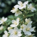 중국집차 자스민 쟈스민 티 차 진액 원액 물대신차 1500ml : 마켓쿠우