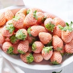 만년설딸기 설화 신데렐라 백설 프리미엄 고당도 딸기 : 장보러가게