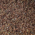 화천 자연애 눈개승마(삼나물) 씨앗 500g : 화천 자연애