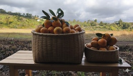 서귀포 하논 분화구 화산석 감귤 쥬스용, 13kg, 1개 : 하논보름이농장