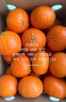 이때다 제주 홍매향 빨간귤 레드오렌지 홍미향 미하야 썬레드 동백향 : 이때다 eatteda