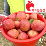 청송사과 부사 황금 못난이 사과 흠과 5kg 10kg : 해뜨는농장 윤여사