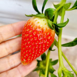 메리퀸딸기 겨울 딸기 제철 생딸기 500g 1kg 2kg : 싱싱햇