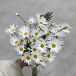 (중매인1호) 마가렛 생화 : 영남화훼농협 중매인1호