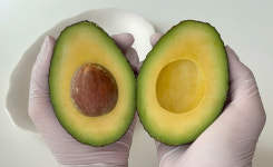 산지푸드 뉴질랜드 아보카도 8과부터 30과까지 : 산지푸드