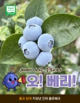 [오베리] 2026년 첫수확 국내산 무농약 블루베리 산지직송 100g : 오베리 블루베리