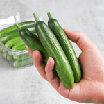 국내산 미니오이 500g 1kg 당일수확 아삭아삭 스낵 작은 꼬마 피클 오이 : 다해담