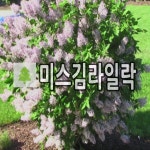 미스김라일락나무 묘목 6치화분 : 언니농원