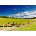 목장 소 cow 젖소 하늘 초원 들판 자연 구름 잔디 방목 체험 시골 풍경 파르텔 벽지 시트지 롤스크린 : 으뜸데코