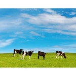 목장 소 cow 젖소 하늘 초원 들판 자연 구름 잔디 방목 체험 시골 풍경 파르텔 벽지 시트지 롤스크린 : 으뜸데코