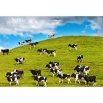 목장 소 cow 젖소 하늘 초원 들판 자연 구름 잔디 방목 체험 시골 풍경 파르텔 벽지 시트지 롤스크린 : 으뜸데코