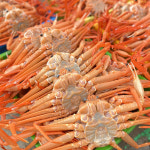 산지직송 포항 구룡포 제철 대게 홍게 붉은 박달 연지홍게 : 아지야수산