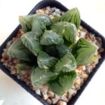 [하월시아] 화수정 옵튜사금 : 어텀플랜트