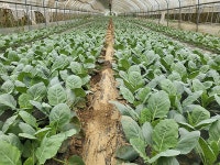 쌈케일 케일 즙용 녹즙 주스용 당일수확 산지직송 GAP 1kg, 1개 : 윗집아들네