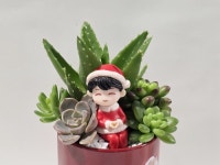 [D.I.Y 패키지] 크리스마스 재활용 캔 다육아트 패키지 : NK 플랜트