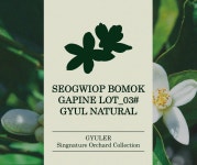 SEOGWIPO BOMOK GAPINE LOT_03# GYUL NATURAL 귤러 서귀포 보목 가비네 노지감귤 : 귤러 GYULER