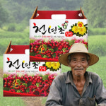 국내산 천년초즙 열매 80% 100ml 60포, 2개 : 봄향가득