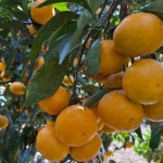 털보네감귤농장 국내산 제주 서귀포 감귤 고당도 10kg 감귤 한라봉 천혜향 카라향 루비향 : 털보네감귤농장