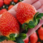 우공의딸기 프리미엄 생딸기 고당도 금실 800g 농장직송 : 미미호호