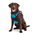 개비피 노 풀 도그 하네스, 반사형 편안한 조끼 하네스와 쉬운 제어... 패딩 반려동물 (스카이 블루, 라지 (약 무게 36.37-49.60파운드) : U빌리지