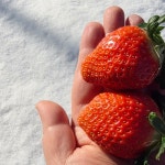 우공의딸기 프리미엄 생딸기 고당도 금실 800g 농장직송 : 미미호호