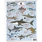 솔트워터 빅 게임 물고기 식별 차트 #2 - 방수 퀵 레퍼런스 낚시 가이드 (태평양, 캘리포니아, 멕시코, 하와이) 양면으로 읽기 쉽고 초보자에게... 