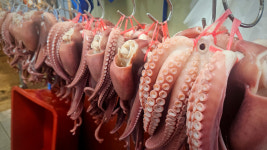 동해안 참문어 피문어 포항 죽도시장 문어 자연산 제수용 문어 15kg 도매전문 식당납품 : 신포항수산 9번