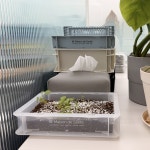 메종드상떼 베이직 박스 1+1 (반투명) : 메종드상떼