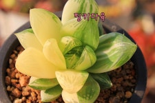 핑키다육 에메랄드 황금골드 슈퍼마린금 옵튜사금 예쁜 비싼 귀한 하월시아금 다육금 : 핑키다육