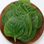 경산 하양 깻잎 찹찹이 당일수확 산지직송 500g 1kg 2kg : 태양의선물