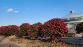 동백꽃 애기동백나무 4년생 개화주 : 에버그린농원