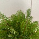 [사직생화] 더글라스 전나무 (절화) 한단 미국산 : 사직생화