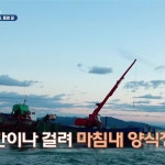 통영굴 깐굴1kg 굴무침 : 거제 조선장 수산