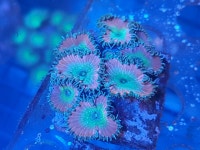 뷰티앤더비스트 버튼 산호 해수 산호 연산호 프랙 : 주식회사뚜바비엥